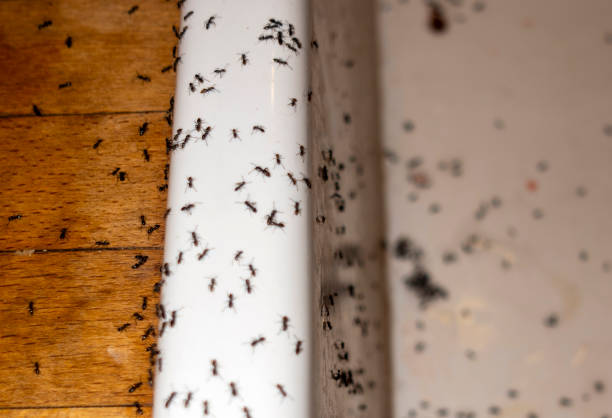 Best Local Pest Control Services  in Berkley, CO