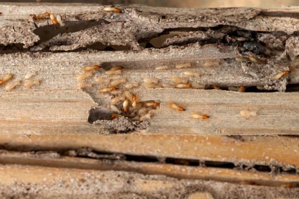 Best Mosquito Control Services  in Berkley, CO