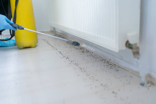 Best Rat Extermination Near Me  in Berkley, CO